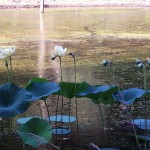 Lily Pads