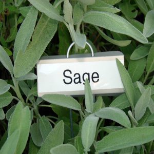 Burn Sage to Repel Mosquitoes